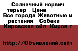 Солнечный норвич терьер › Цена ­ 35 000 - Все города Животные и растения » Собаки   . Кировская обл.,Киров г.